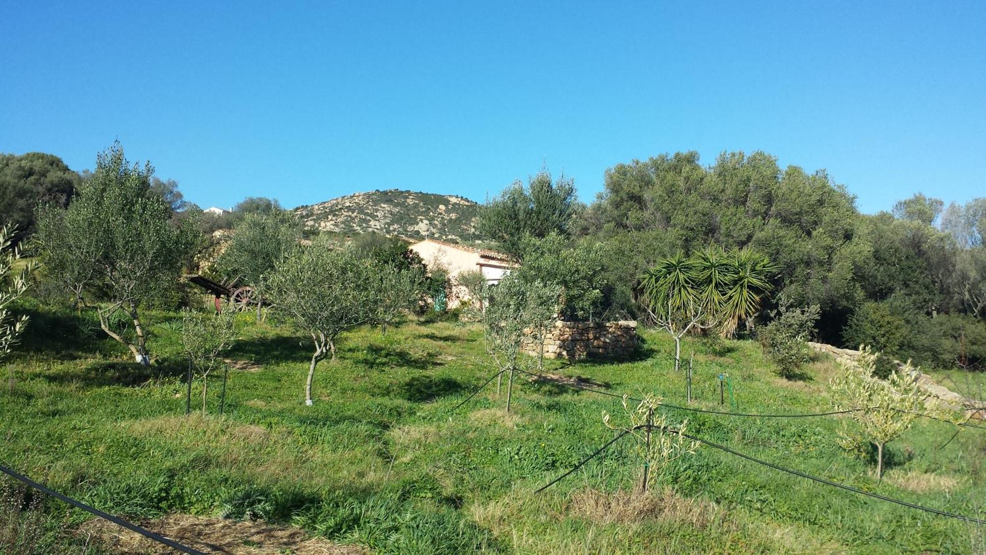 Agriturismo Agrisole Olbia Exteriér fotografie