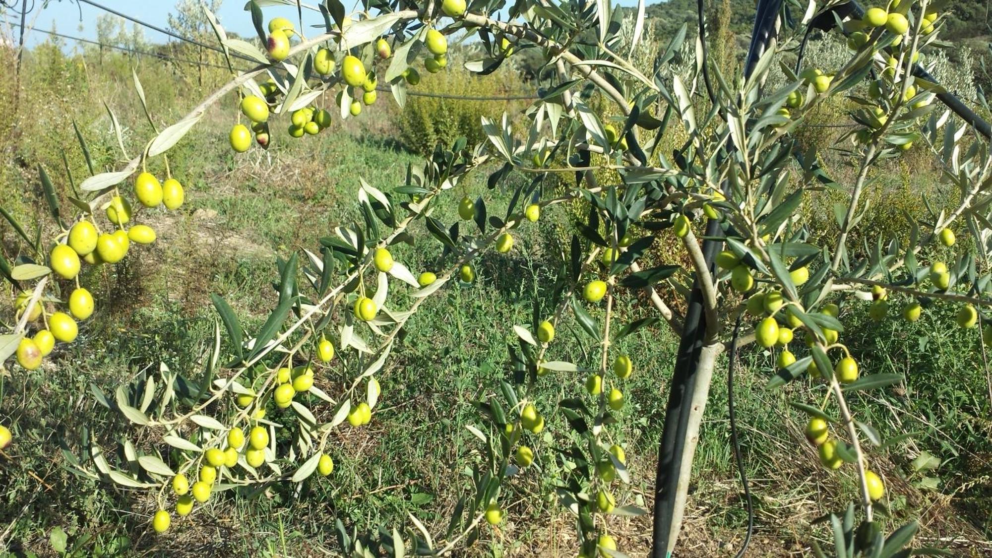 Agriturismo Agrisole Olbia Exteriér fotografie