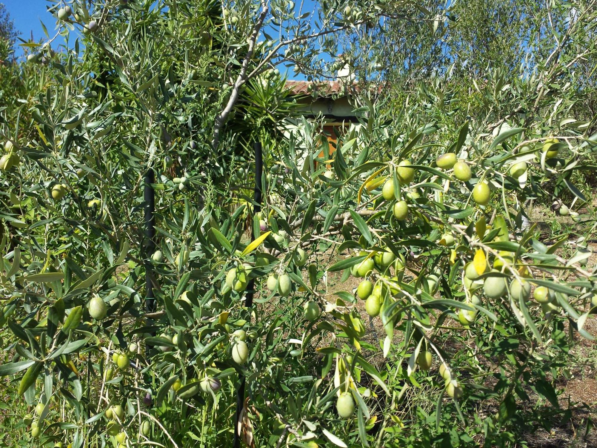 Agriturismo Agrisole Olbia Exteriér fotografie
